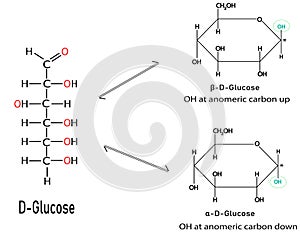 Linear D-Glucose Conversion into alpha-D-Glucose and beta-D-Glucose with Anomeric Carbon OH Group Orientation
